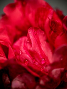 Close-up delicate Red Intuition rose petals as nature background