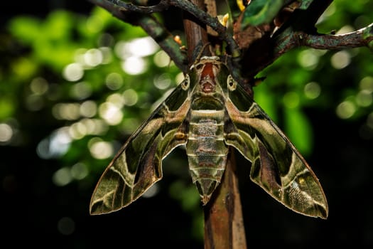 Close-up photo of a Oleander Hawk-moth perched on a branch