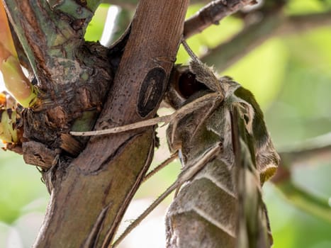 Close-up photo of a Oleander Hawk-moth perched on a rose branch