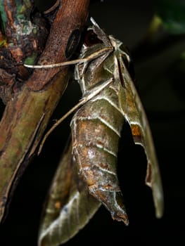 Close-up photo of a Oleander Hawk-moth perched on a branch