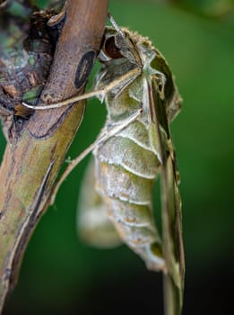 Close-up photo of a Oleander Hawk-moth perched on a branch