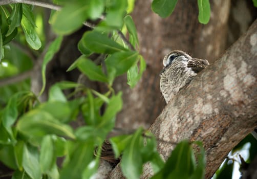 juvenile Zebra Dove on the branch of the tree