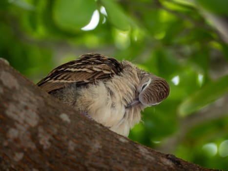 Action of juvenile Zebra Dove on the branch of the tree