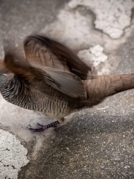 The Zebra Dove walking on the concrete flooring