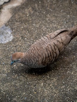 The Zebra Dove walking on the concrete flooring