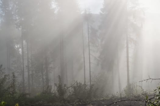 Landscape with silhouettes of trees in the misty forest. Mist in the forest download photo