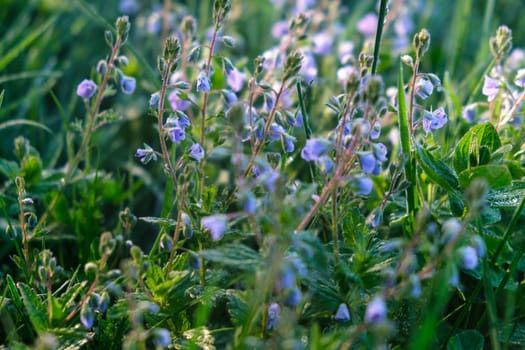Thyme-leaved Speedwell - Veronica serpyllifolia Mass of Small Blue Flowers, flowers in the grass download photo