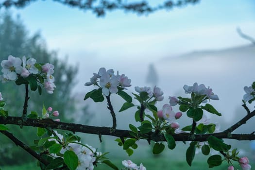 flowers in the morning, landscape of Spring blossom background download photo
