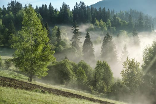 morning in the mountains, landscape with silhouettes of trees in the misty forest. Mist in the forest download photo