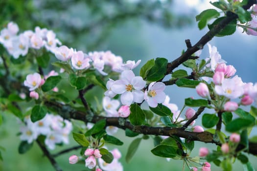 blossom in spring, branch of a blossoming apple tree on garden background. Tree flowers download photo