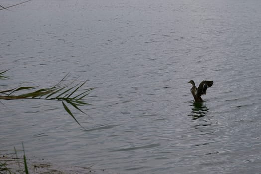 Duck starting to fly on a lake. Empty space, vegetation, calm waters, grey, cloudy, lonely freedom