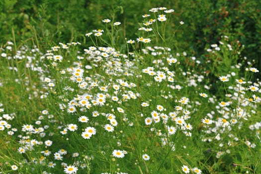 Field daisies bloom in meadow on a sunny day