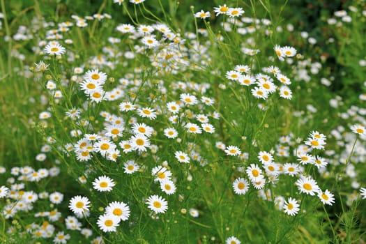 Field daisies bloom in meadow on a sunny day