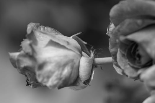 Side view Black and white close up closed rose on plant . High quality photo