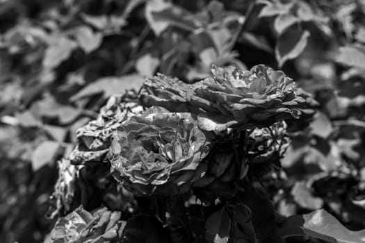 Side view Black and white photo of group of roses on in garden. High quality photo