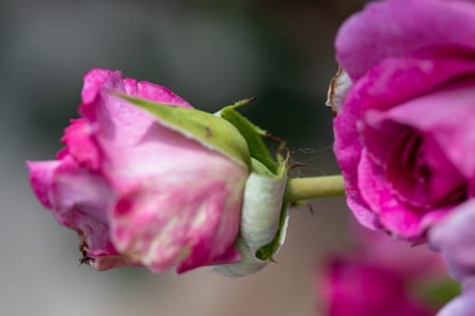 Side view Close up of Beautiful pink rose closed. High quality photo