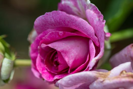 Close up of Beautiful pink rose in garden. High quality photo