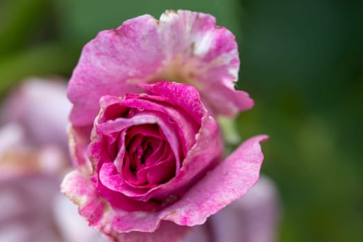 Front view Close up of Beautiful pink rose closed. High quality photo