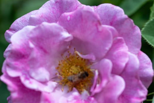 Beautiful pink rose open with a bee in the center. High quality photo