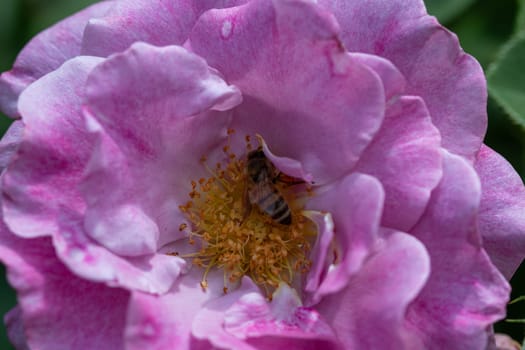 Close up of Beautiful pink rose open with a bee in the center. High quality photo