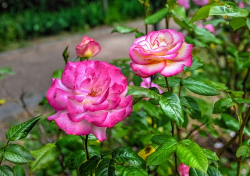 Pink Sharifa Asma rose on green leaves background on a sunny spring day