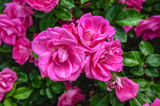 Pink english Mary rose on green leaves background on a sunny spring day