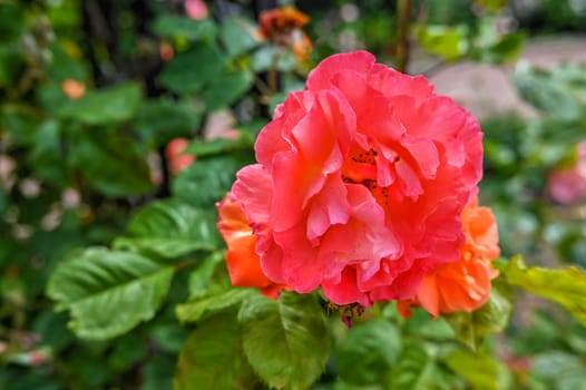 Red Floribunda rose on green leaves background on a sunny spring day