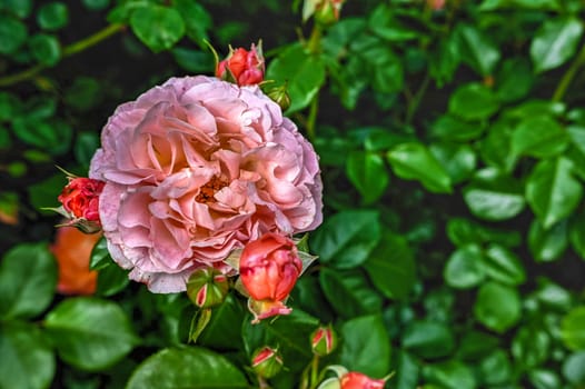 Pink Floribunda rose on green leaves background on a sunny spring day