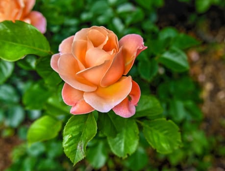 Pink Hybrid tea rose Alpine Sunset flower on green leaves background on a sunny spring day