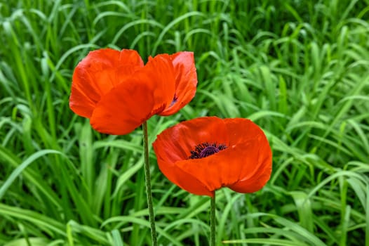 Red poppy flower on green leaves background on a sunny spring day