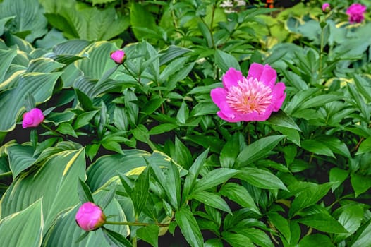 Pink Princess Margaret peony flower on green leaves background on a sunny spring day