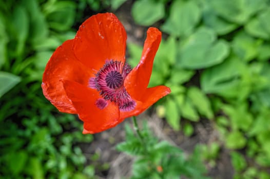 Red poppy flower on green leaves background on a sunny spring day