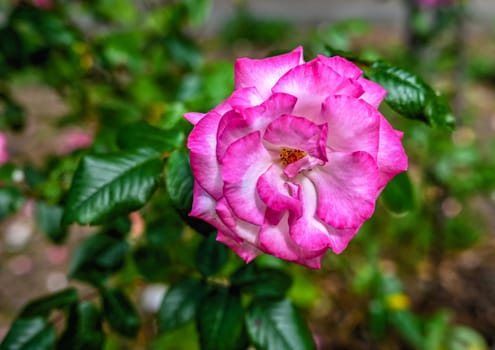 Pink Sharifa Asma rose on green leaves background on a sunny spring day