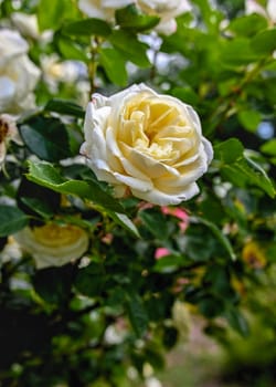 White rosa Korbin on green leaves background on a sunny spring day