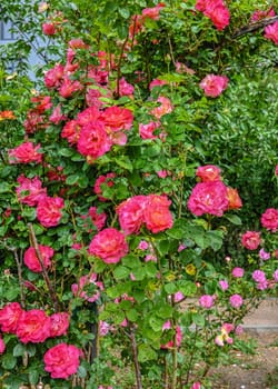 Red Floribunda rose on green leaves background on a sunny spring day