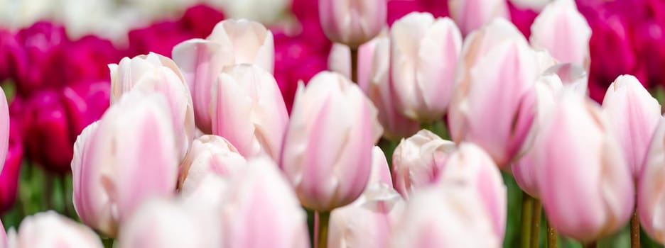 Tulip field. Pink tulips with white stripe close-up. Growing flowers in spring