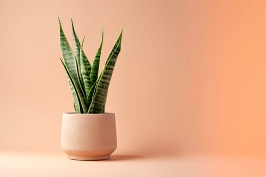 Sansevieria plant in a clay pot on a light background. The pike tail plant. Minimalism.