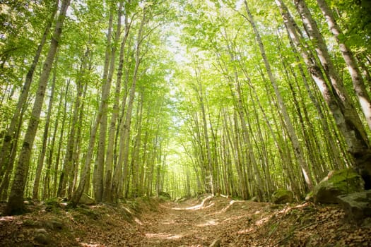 Photographic documentation of a path under a beech forest 