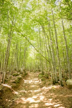 Photographic documentation of a path under a beech forest 