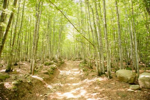 Photographic documentation of a path under a beech forest 