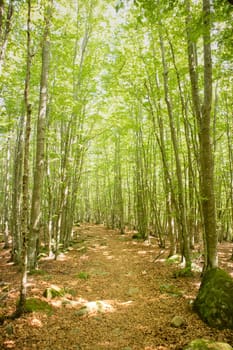 Photographic documentation of a path under a beech forest 