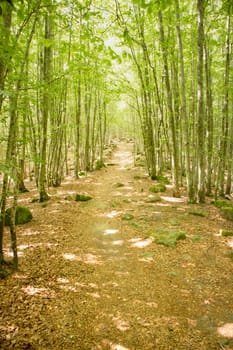 Photographic documentation of a path under a beech forest 