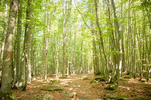 Photographic documentation of a path under a beech forest 