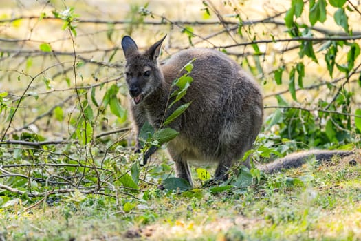 A Bennett's wallaby marsupial eats a branch with leaves, zoo in Germany