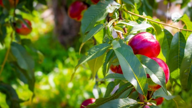 Couple of nectarine peaches grows on tree. Fresh organic natural fruit in sun light blur green background