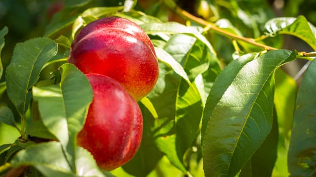 Couple of nectarine peaches grows on tree in sunlight. Fresh organic natural fruit in sun light blur green background