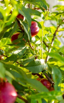 Nectarine peaches grows in sunlight on tree. Fresh organic natural fruit in sun light blur green background