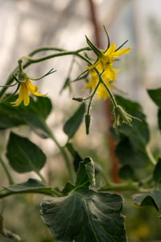 Blooming tomatoes in a greenhouse in spring. Tomato plants in greenhouse. Green tomatoes plantation. Organic farming, young tomato plants growth in greenhouse.