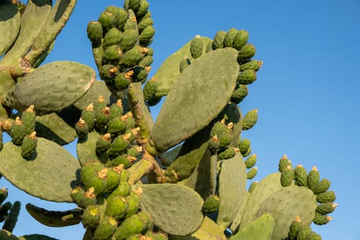 Fresh succulent cactus closeup on blue sky. Green plant cactus with spines and dried flowers. Large green cactus close-up with young shoots.