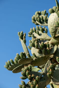 Fresh succulent cactus closeup on blue sky. Green plant cactus with spines and dried flowers. Large green cactus close-up with young shoots.